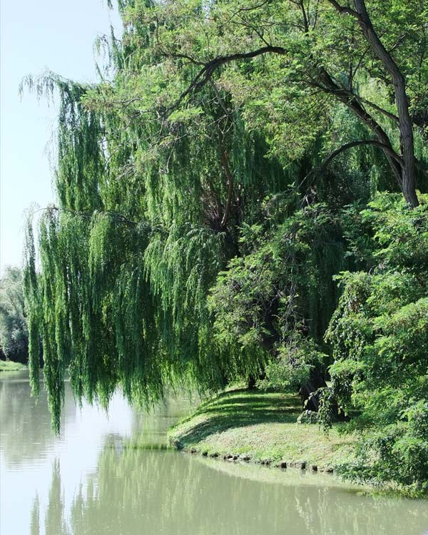 riviera del brenta - delta tour sulla rotta del burchiello